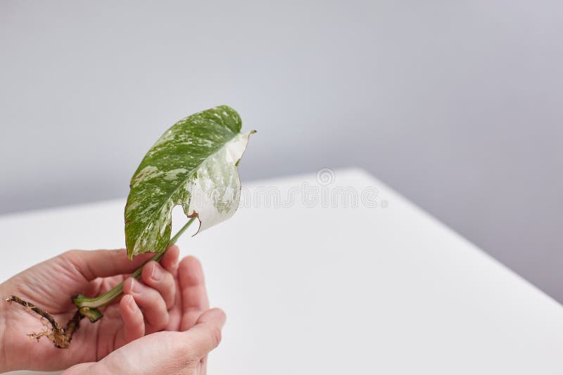 Sprout leaf of monstera variegata alba in female hands. Space for copying.