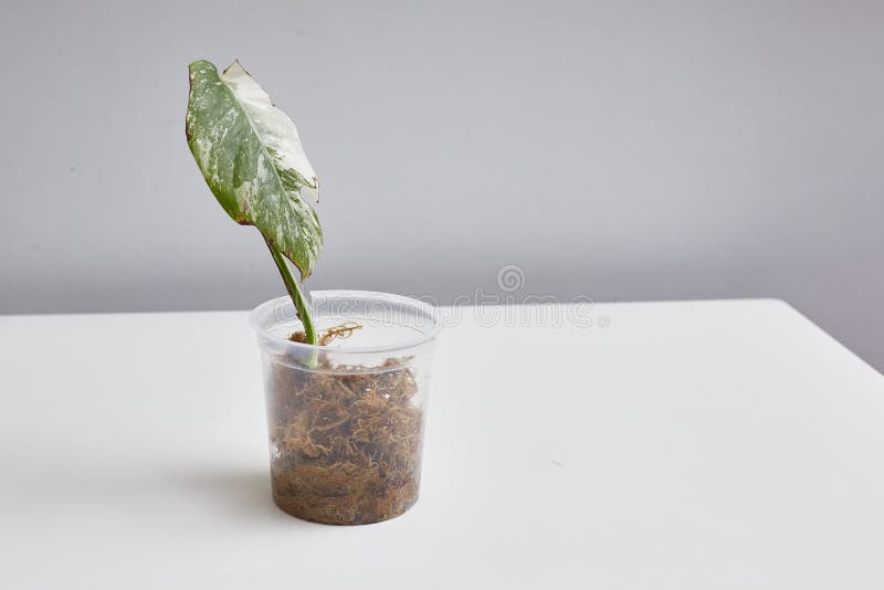 The sprout leaf of the monstera variegata alba takes root in a jar with moss. Space for copying.