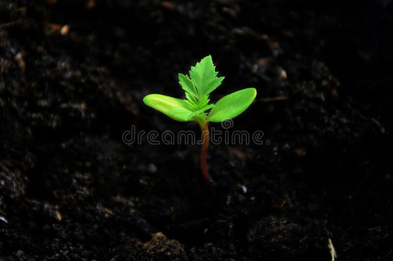 Sprout of marigold flower. stock photo. Image of ground 97994068