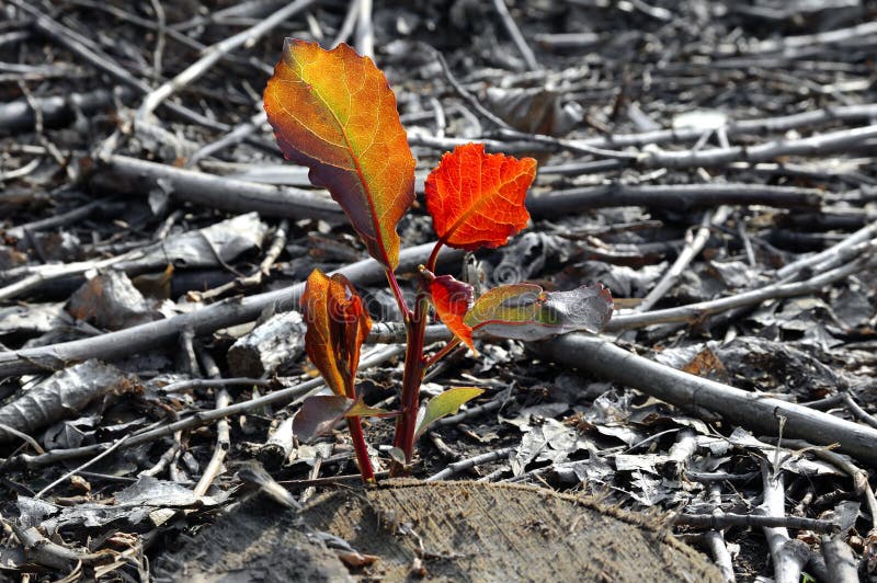 Sprout new leaves