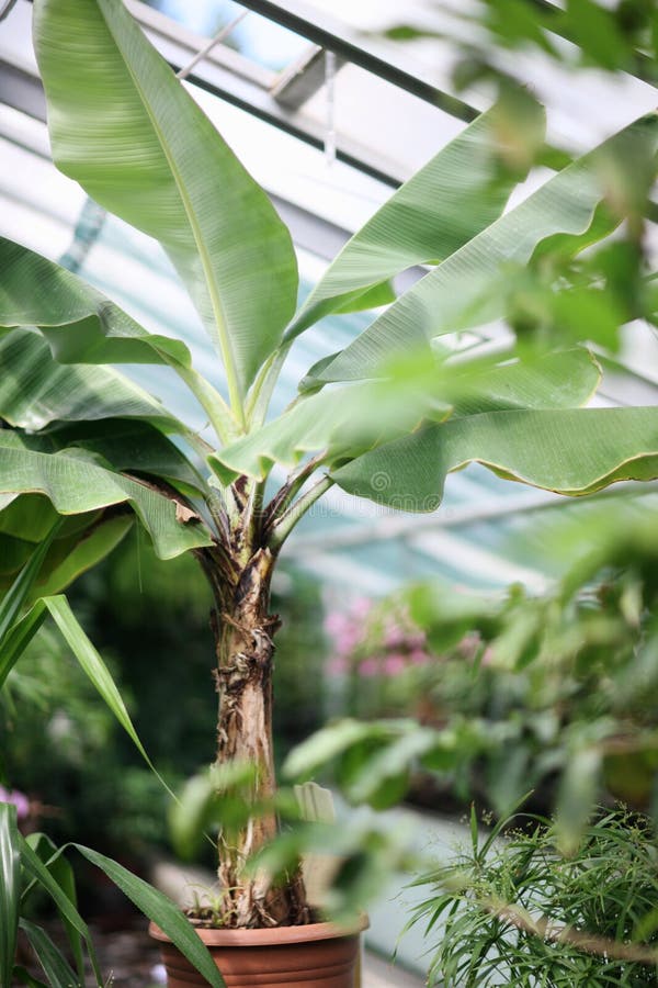 Palm & sprout(2) stock photo. Image of survival, desert 6161270