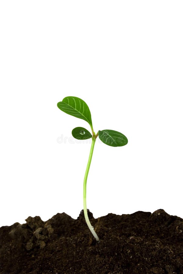 Sprout of a plant with leaves isolated on a white