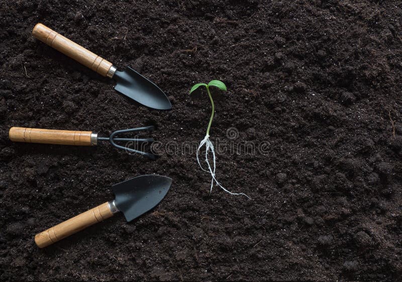 Sprout with roots and garden tools laid out on a soil background stock photography Sprout with roots and garden tools laid out on a soil background stock photography