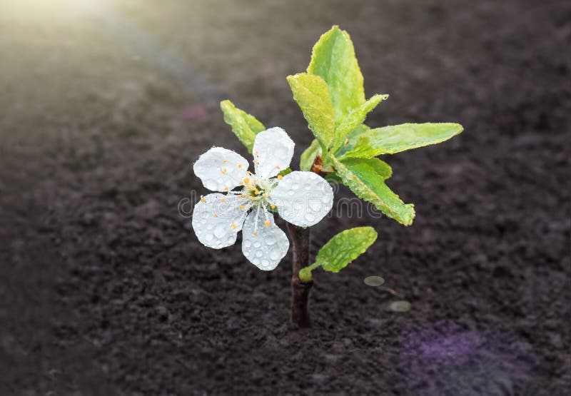 Sprout Plum Tree With Flowers In A Green Grass Stock Photo Image of