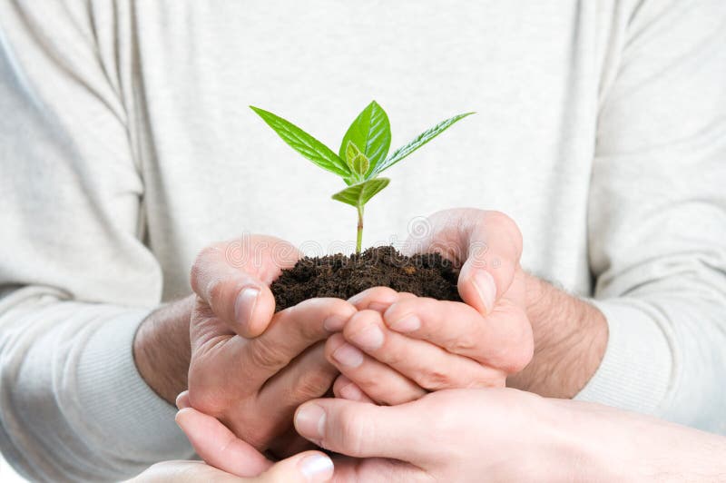 Group of hands holding a fresh green sprout, symbol of growing business, environmental conservation and bank savings. Group of hands holding a fresh green sprout, symbol of growing business, environmental conservation and bank savings.