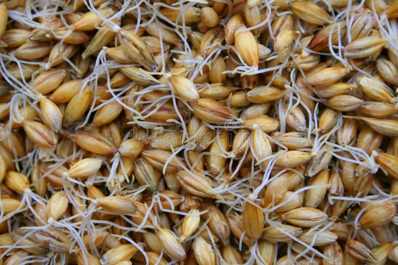 Sprouted barley stock image