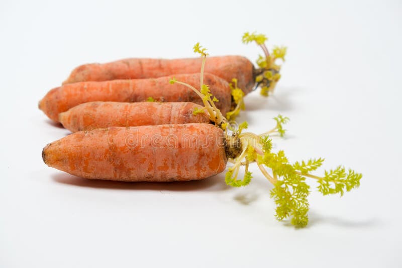 Sprouted Carrots Due To Improper Storage Conditions. Isolate on a White