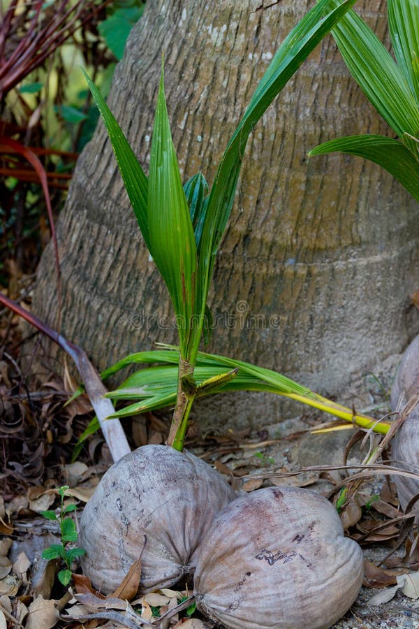 Sprouted coconut closeup stock photo. Image of flora 130077412