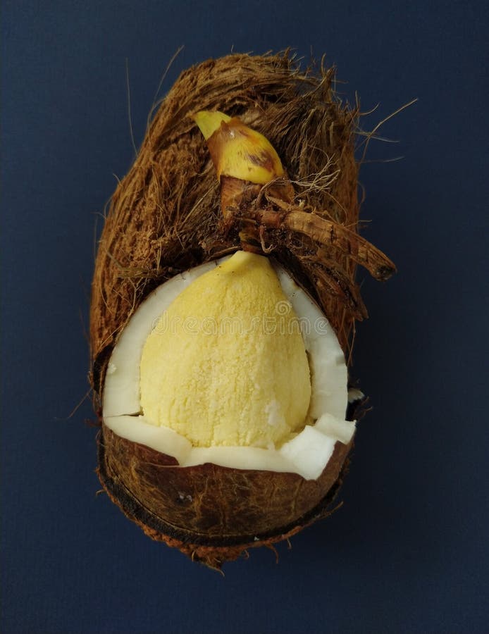 Embryo Coconut Stock Photos Free & RoyaltyFree Stock Photos from