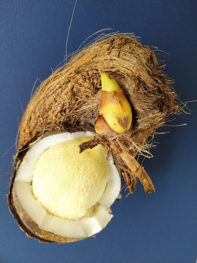 Sprouted Coconut on the Ground in Sri Lanka Plant and Spice Garden