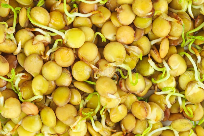 Sprouted green lentils seeds royalty free stock image
