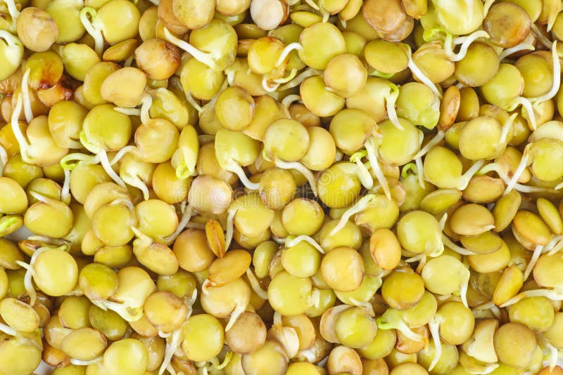 Sprouted green lentils seeds royalty free stock photo