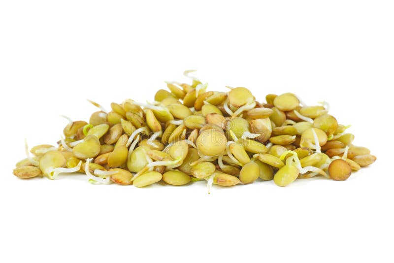 Sprouted green lentils seeds stock image