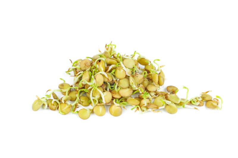 Sprouted green lentils seeds stock image