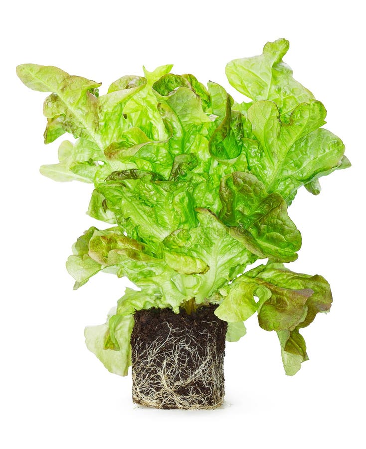 Sprouted Green Lettuce with the Roots in the Ground Stock Photo Image