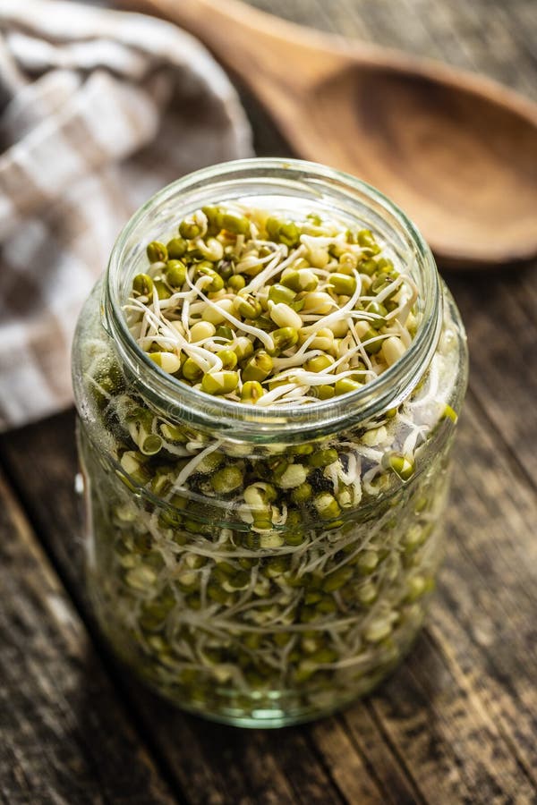 Sprouted green mung beans. Mung sprouts in jar stock photo