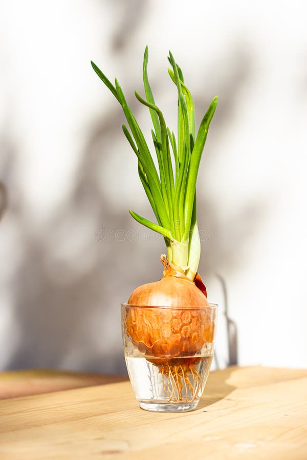 Sprouted green onions in a glass of water. Home gardening