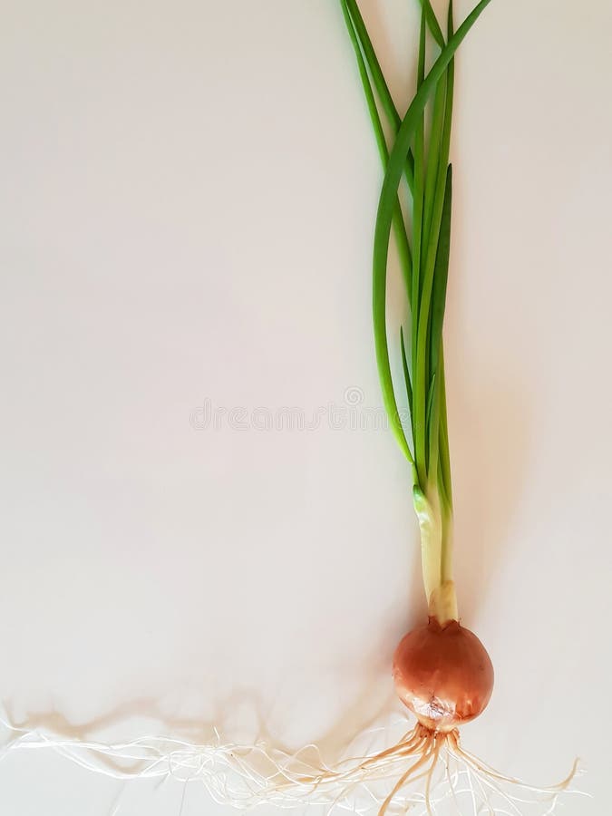 Isolated sprouted green onions with leaves stock photo