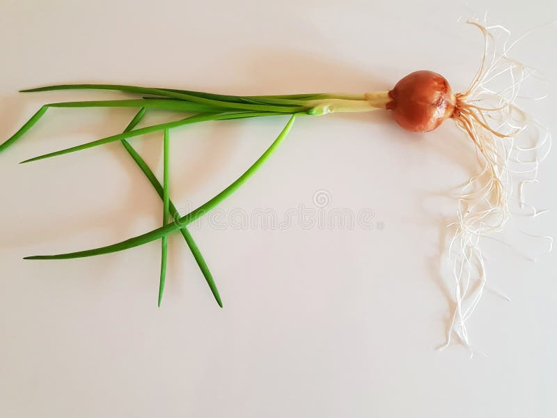 Isolated sprouted green onions royalty free stock image