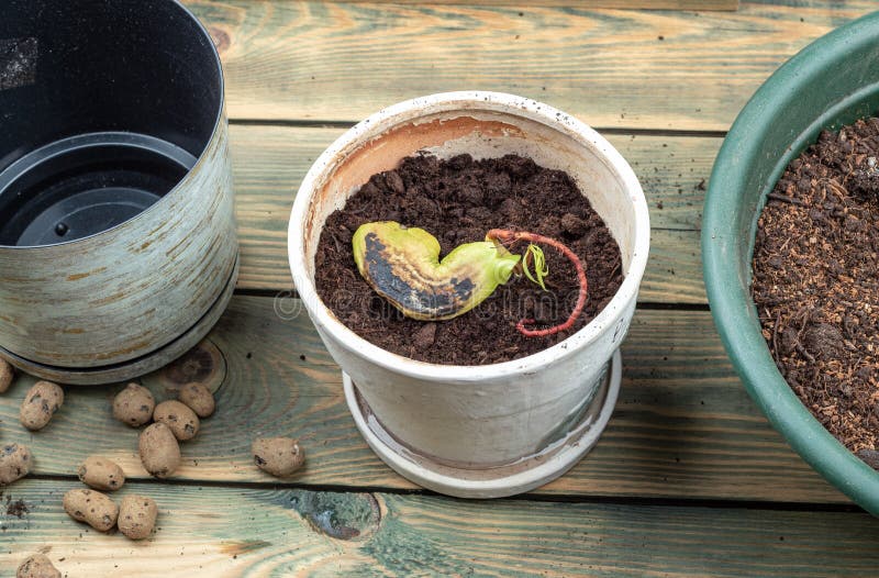 Sprouted Mango Seed in a Flower Pot for Transplanting. Growing Plants ...