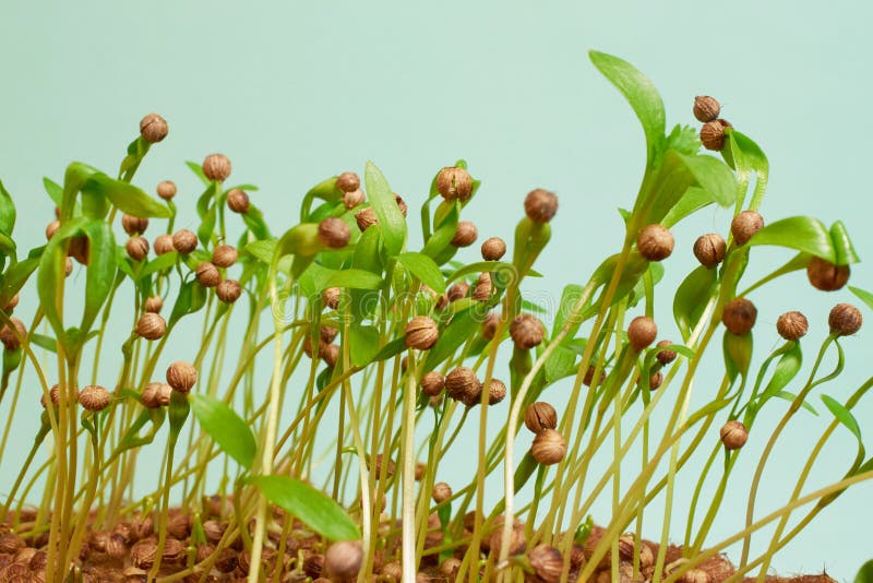 Sprouted Microgreen Coriander on a Blue Background Stock Photo Image