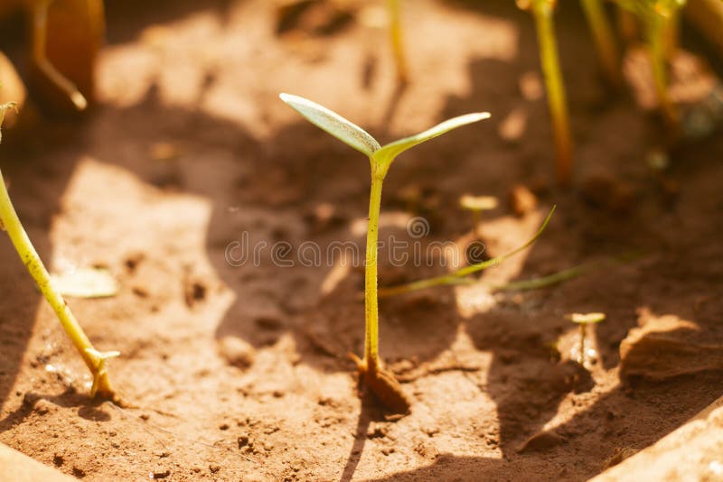 Sprouted Muskmelon Growing Out of Soil,agriculture Stock Photo Image