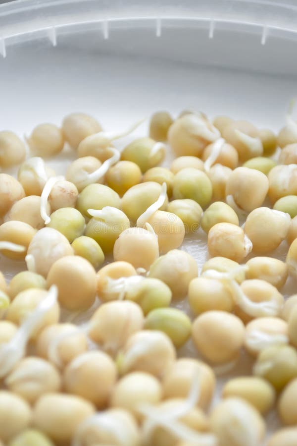 Sprouted Pea Seeds. Planting Material Germination of Green Pea Seeds