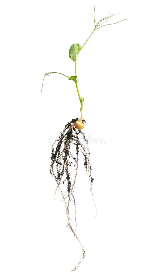 Sprouted yellow pea with dirty roots isolated on white background cutout. Sprouted yellow pea with dirty roots isolated on white background cutout