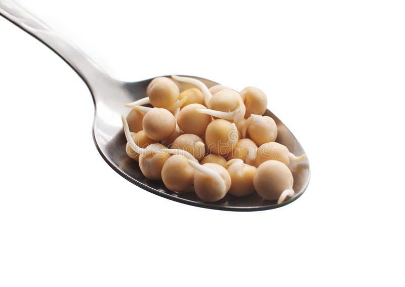 Sprouted peas in a metal spoon close-up. Isolated on white background stock images Sprouted peas in a metal spoon close-up. Isolated on white background stock images