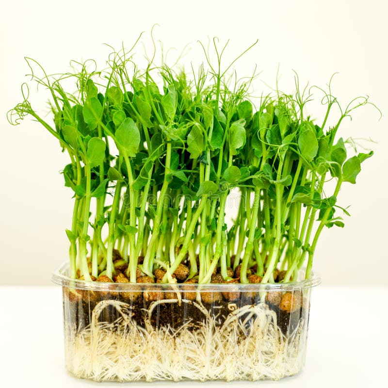 Pot Sprouted Beans Stock Photos Free & RoyaltyFree Stock Photos from Dreamstime