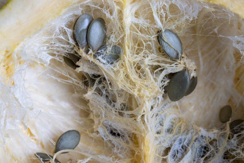 Seeds Sprouting Inside a Pumpkin in the Spring Season Stock Photo