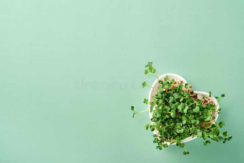 Sprouted radish microgreens in heart shaped plate on green background. View from above. Concept healthy eating, diet and Earth Day