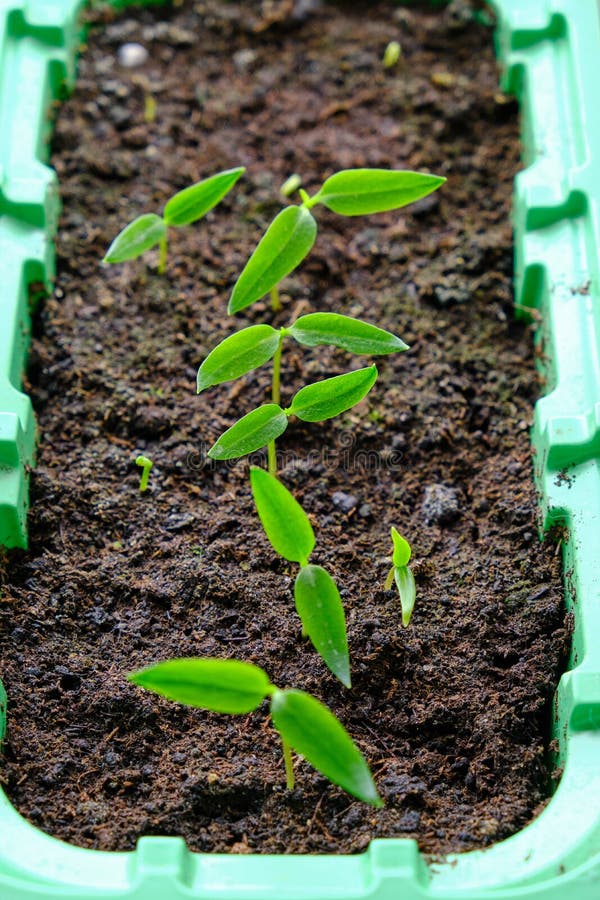 Sprouted Seedlings, Preparation for Summer Dacha Season, Growing