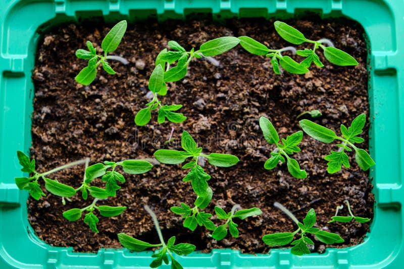 Sprouted Seedlings, Preparation for Summer Dacha Season, Growing