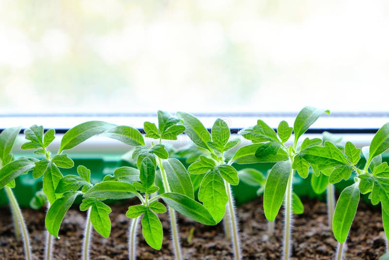 Sprouted Seedlings, Preparation for Summer Dacha Season, Growing