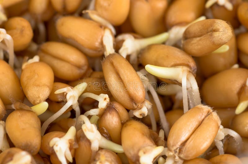 Sprouted wheat grain stock photo. Image of macro, heap 66416578
