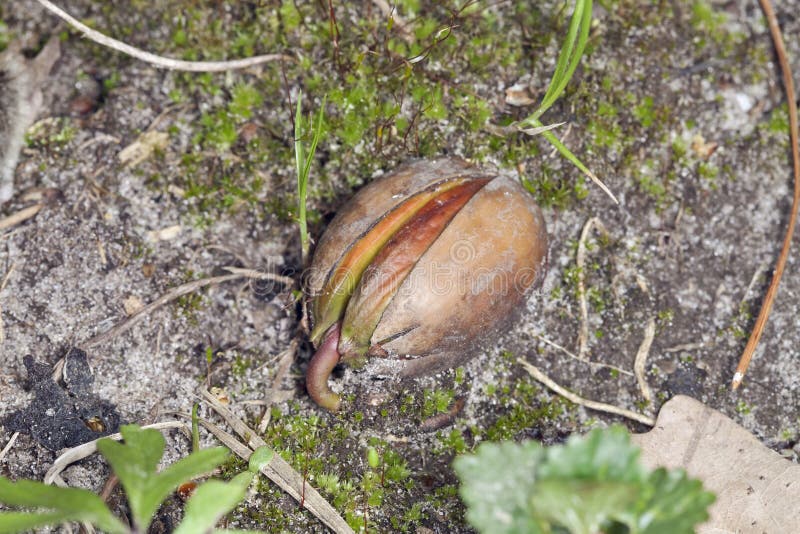 acorn tree sprout acorn tree sprout