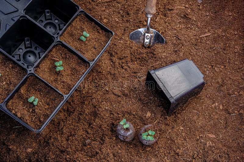 220 Potting Mix Photos Free Royalty Free Stock Photos From Dreamstime