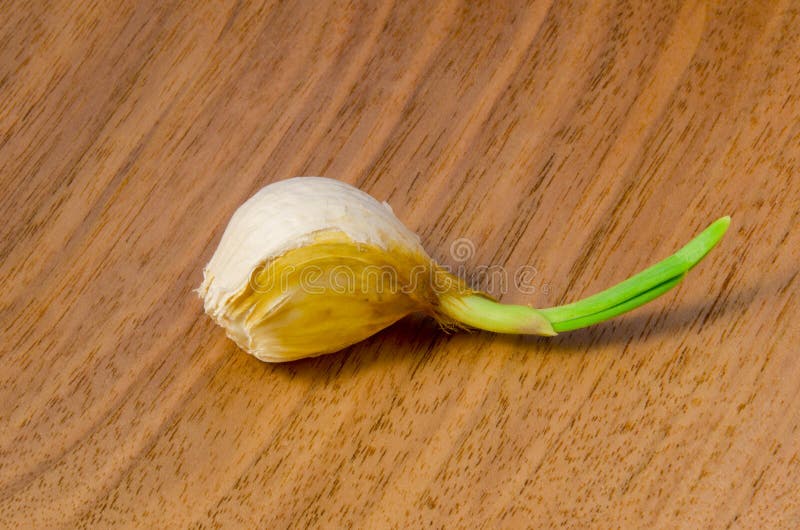 Sprouting clove of garlic stock photo. Image of vegetable 23414448