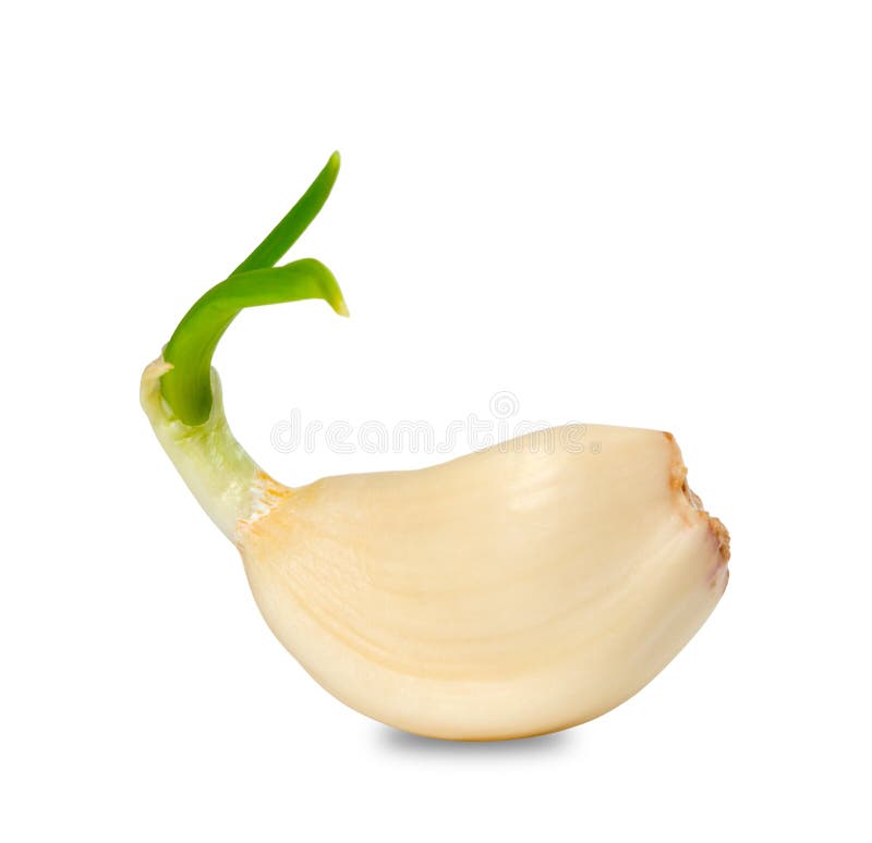 Sprouting clove of garlic stock image. Image of clove 38992435