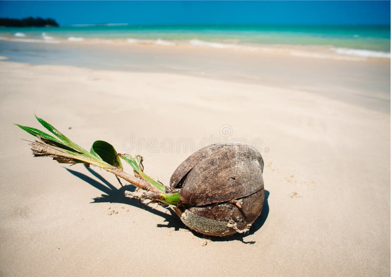 Sprouting coconut on the beach royalty free stock photos
