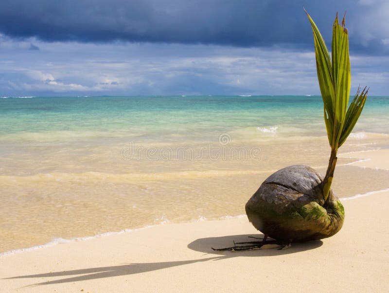 A sprouting coconut on the seashore. A sprouting coconut washed up on the shore of a tropical beach in Hawaii royalty free stock photos A sprouting coconut on the seashore. A sprouting coconut washed up on the shore of a tropical beach in Hawaii royalty free stock photos