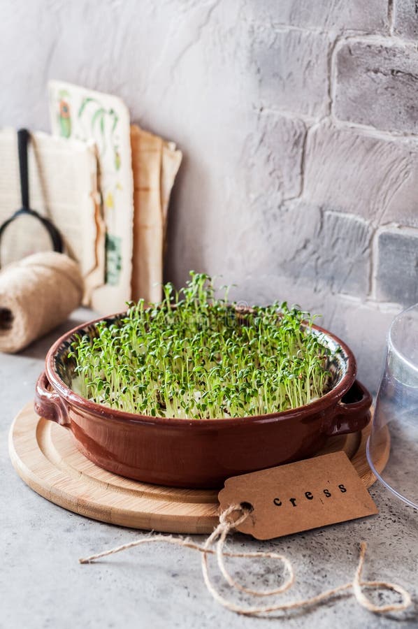 Sprouting Cress Salad Seeds Stock Image Image of leaf, food 143568095