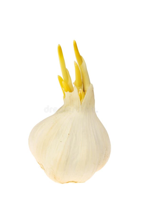 Sprouting garlic bulb stock image. Image of bulb, sprout 237410687