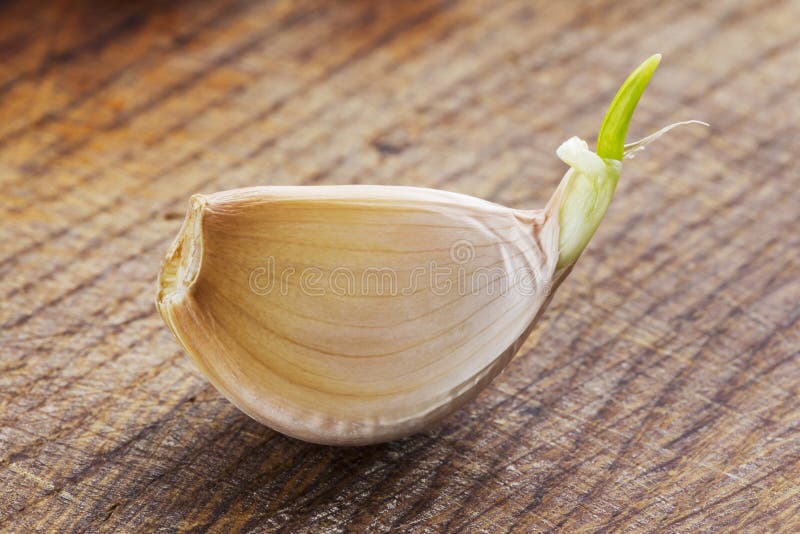 Sprouting clove of garlic stock image. Image of clove 38992435