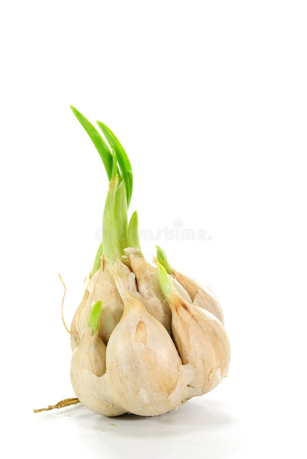 Sprouting garlic clove stock photo. Image of isolated 23789788