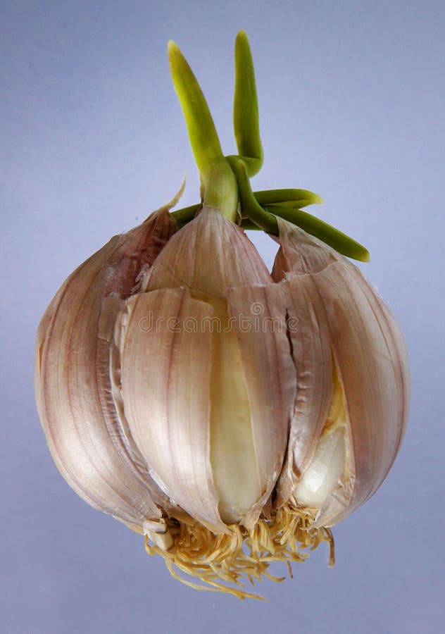 Sprouting garlic clove stock image. Image of vegetable 87743959