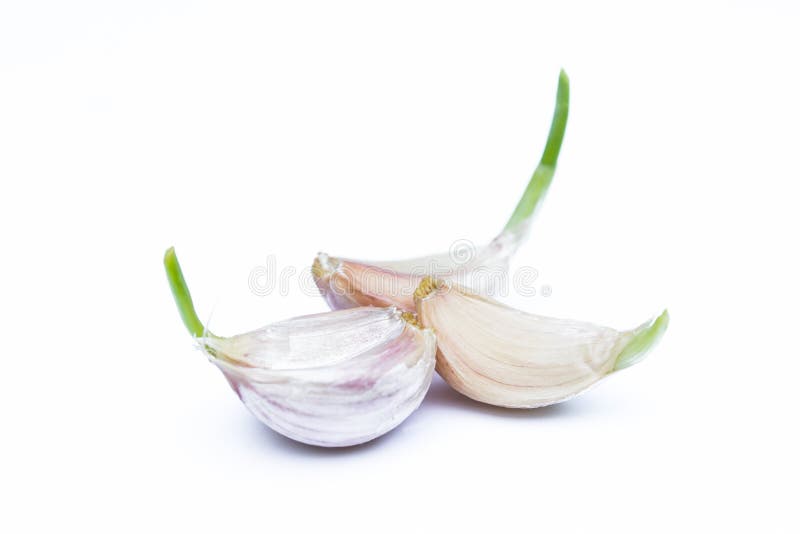 Sprouting garlic bulb stock image. Image of bulb, sprout 237410687