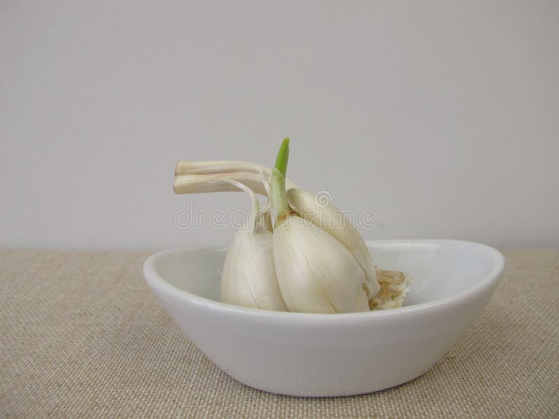 Sprouting garlic bulb stock image. Image of bulb, sprout 237410687
