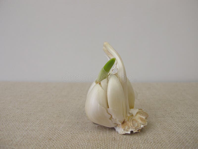 Sprouting garlic bulb stock image. Image of bulb, sprout 237410687